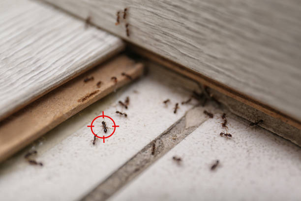 Best Pest Removal Services  in Crosby, ND