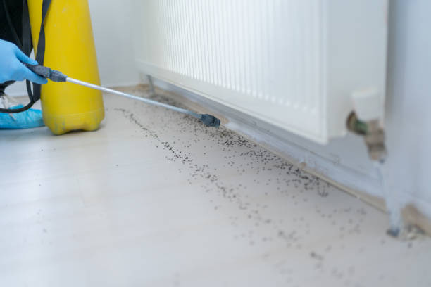 Best Rat Extermination Near Me  in Crosby, ND